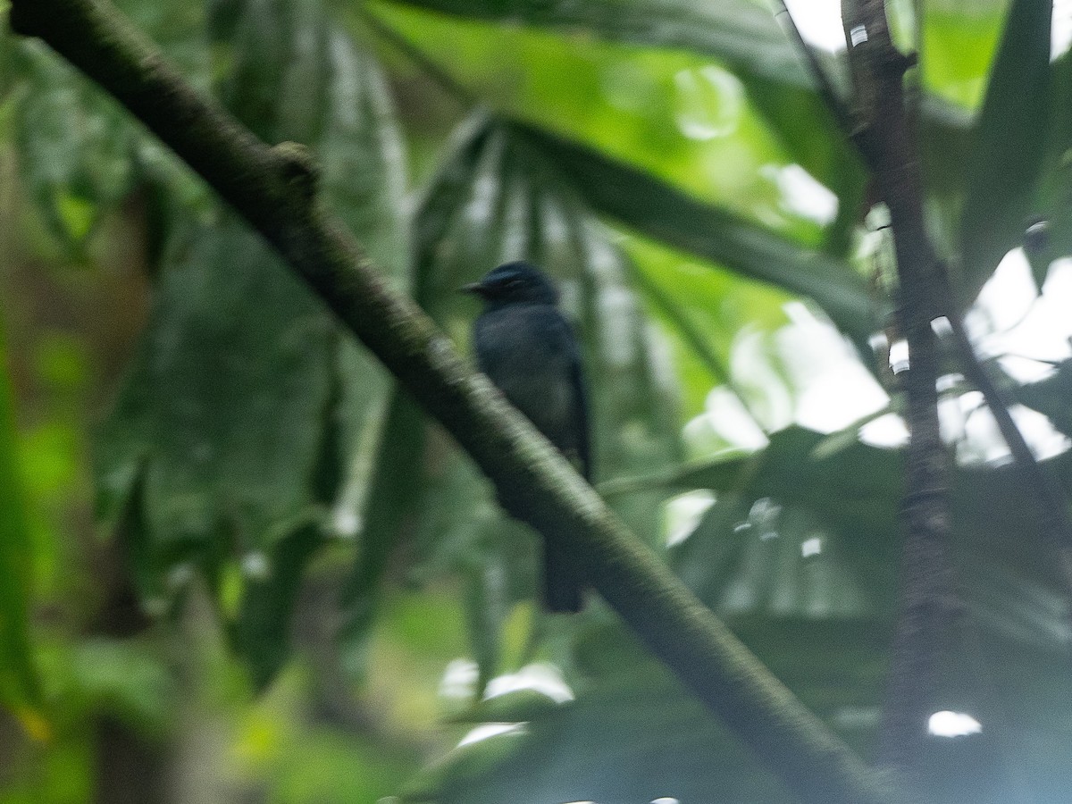 Mindanao Blue-Fantail - ML633149581