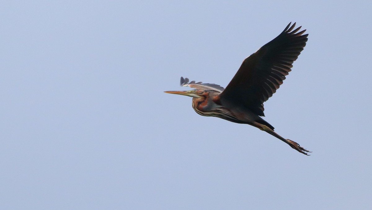 Зээрд дэглий - ML633149720