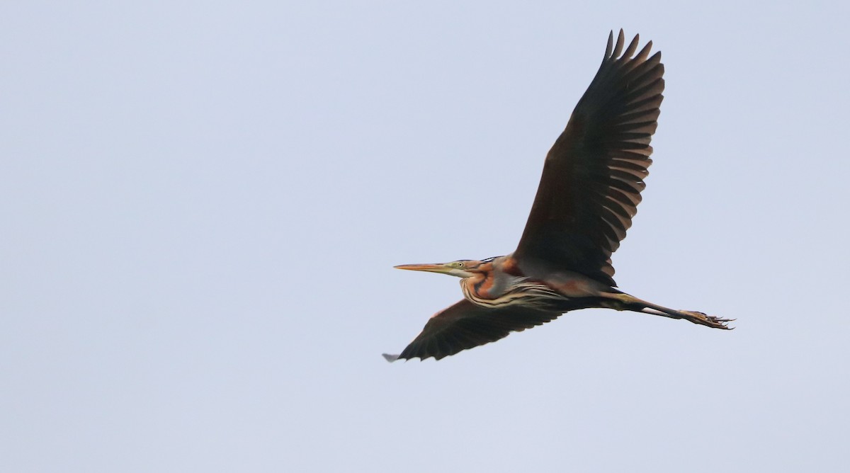 Зээрд дэглий - ML633149721