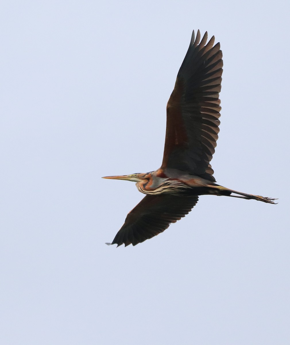 Зээрд дэглий - ML633149722