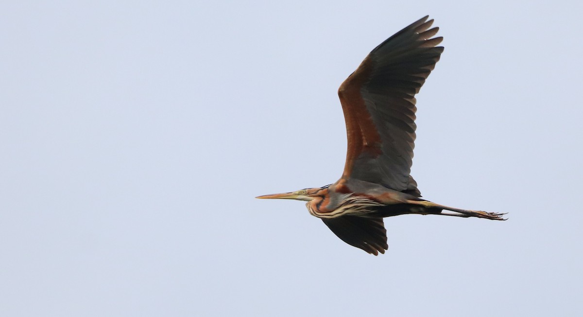 Зээрд дэглий - ML633149723