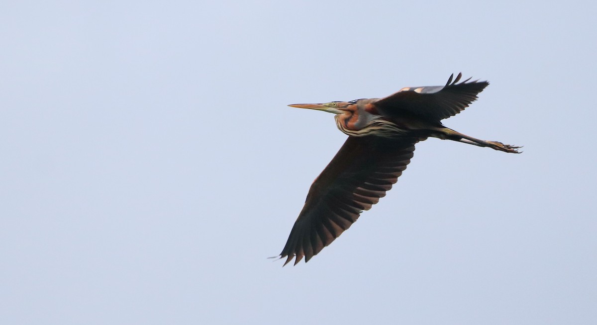 Зээрд дэглий - ML633149724