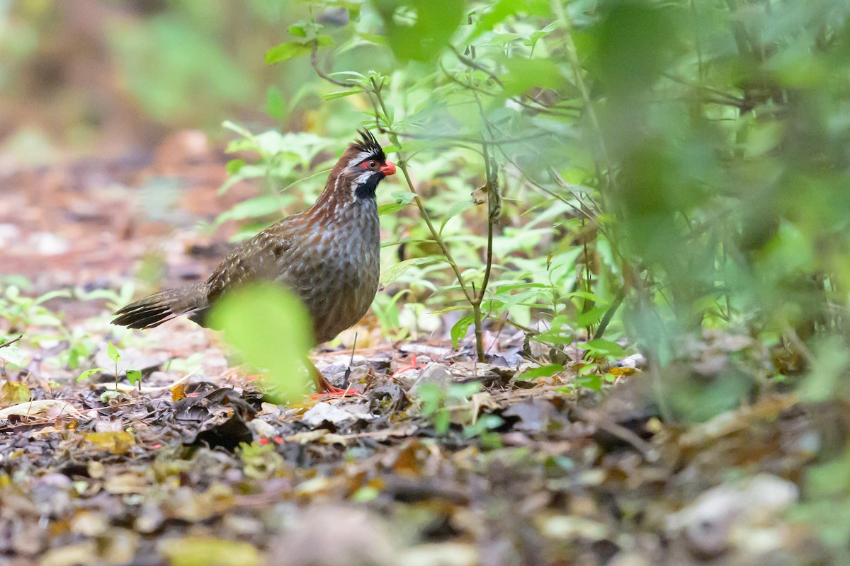 Long-tailed Wood-Partridge - ML633149741