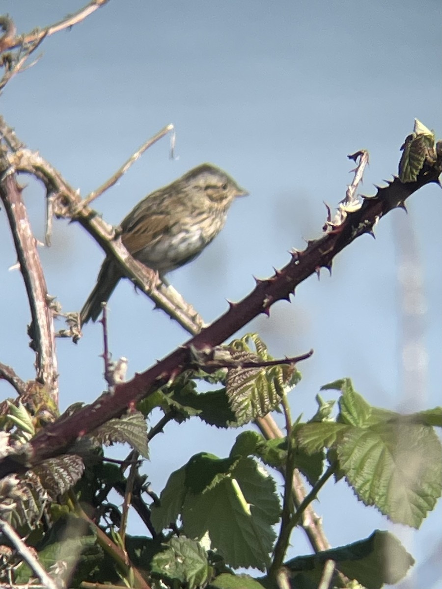 Lincoln's Sparrow - ML633149917