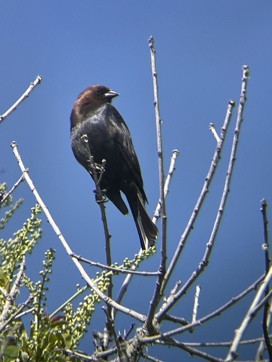 Brown-headed Cowbird - ML633149926