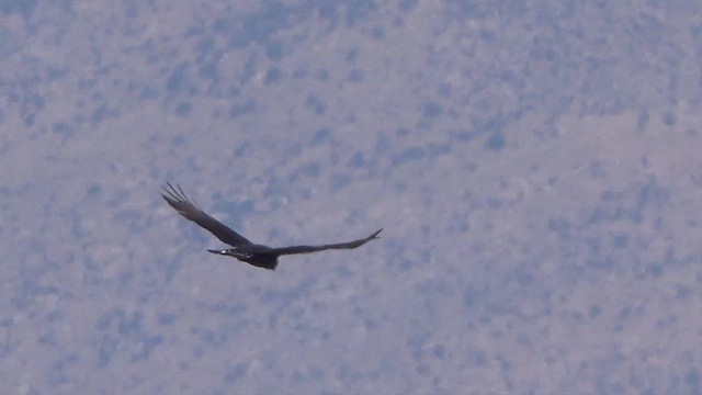 Zone-tailed Hawk - ML633150179