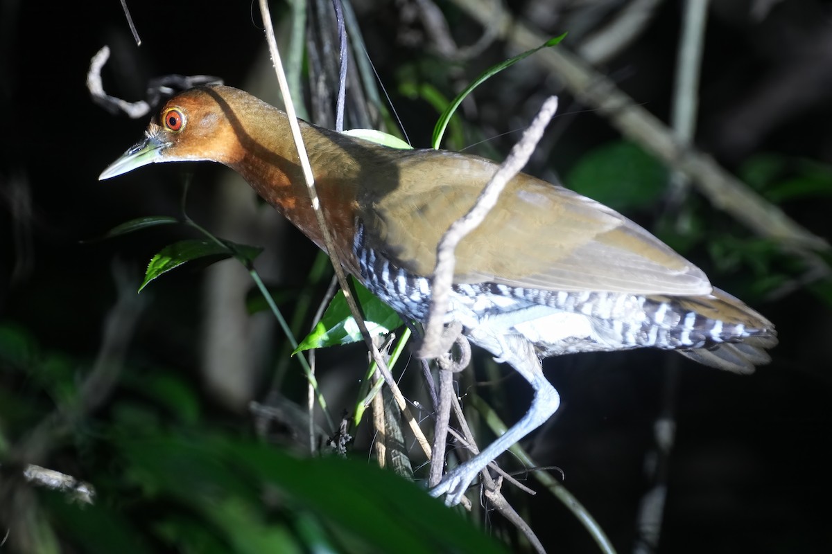Slaty-legged Crake - ML633150220