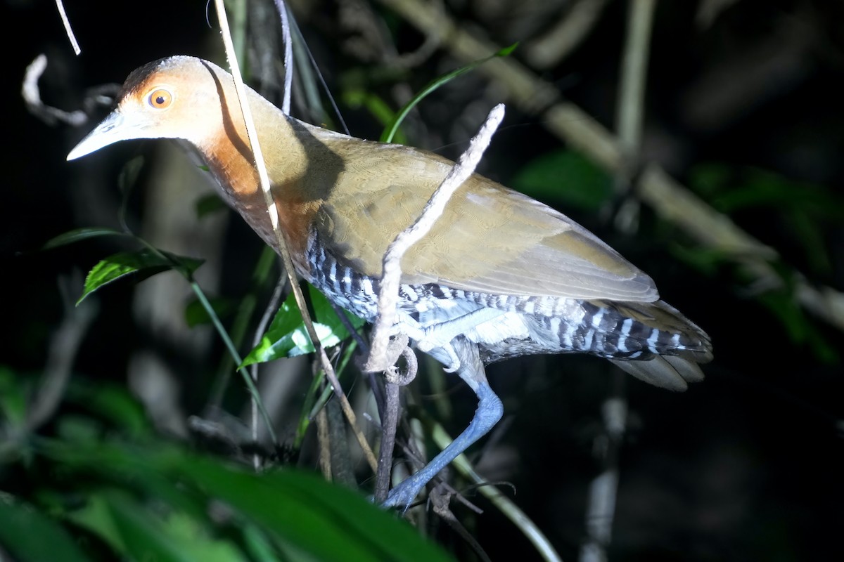 Slaty-legged Crake - ML633150221
