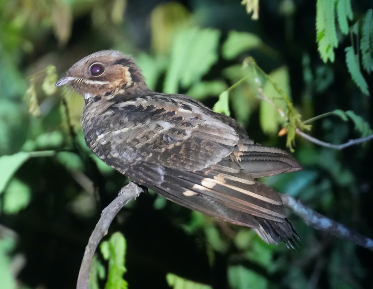 Jerdon's Nightjar - ML633150227