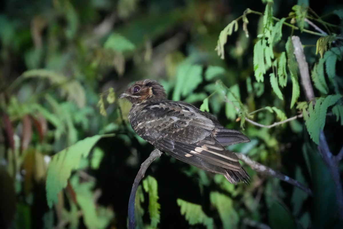 Jerdon's Nightjar - ML633150228