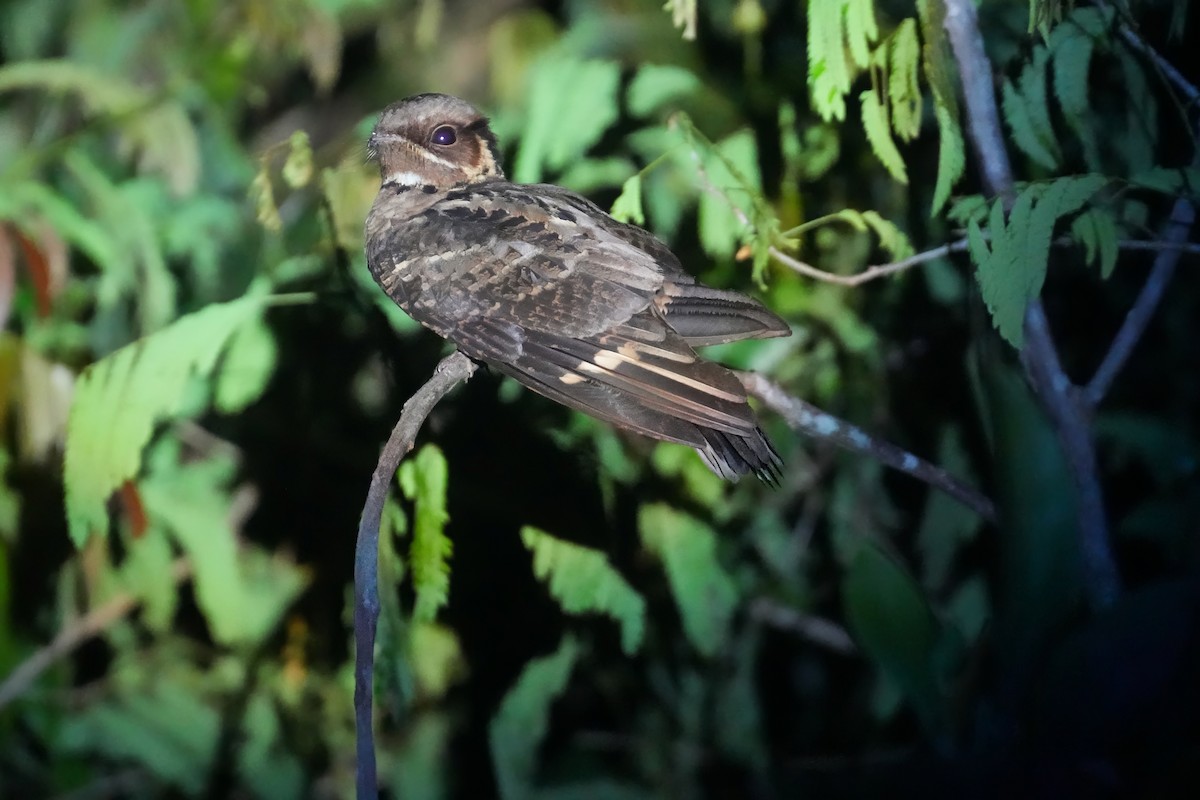Jerdon's Nightjar - ML633150229