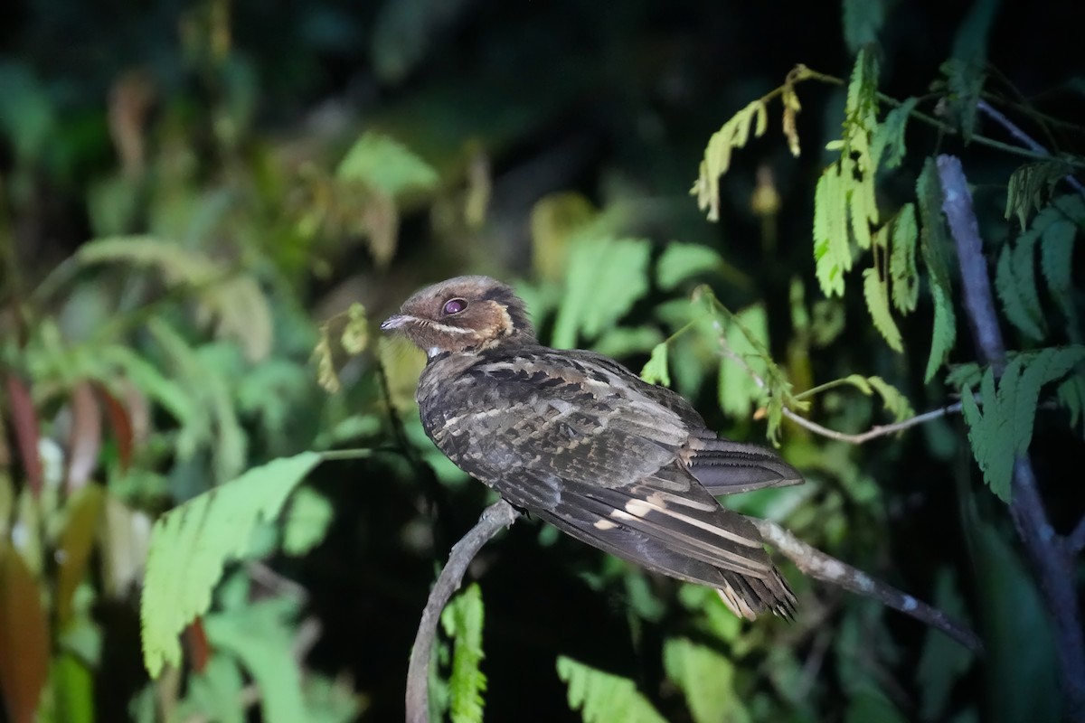 Jerdon's Nightjar - ML633150230