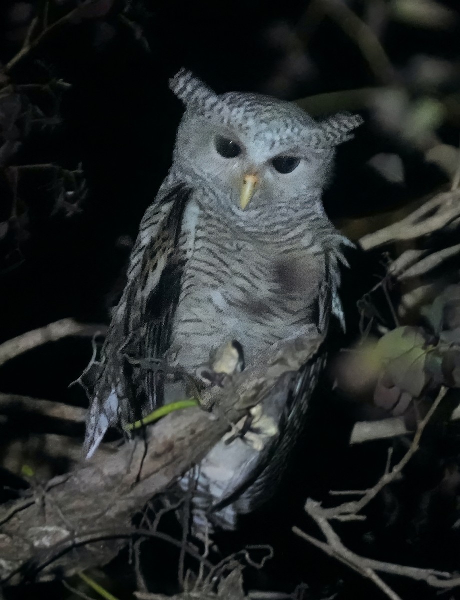 Spot-bellied Eagle-Owl - ML633150235