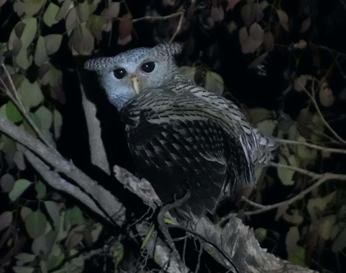 Spot-bellied Eagle-Owl - ML633150236
