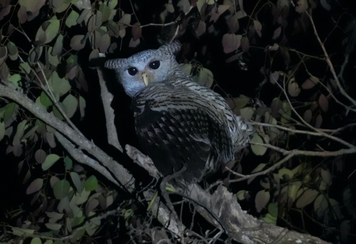 Spot-bellied Eagle-Owl - ML633150237