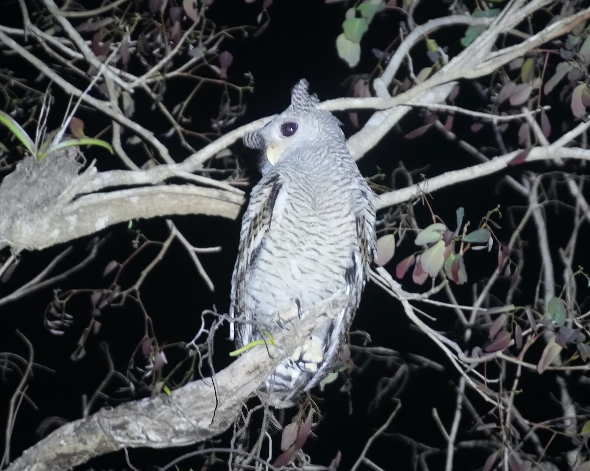 Spot-bellied Eagle-Owl - ML633150238