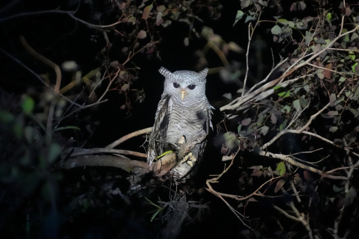 Spot-bellied Eagle-Owl - ML633150239