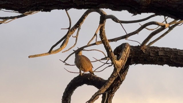 California Thrasher - ML633150324