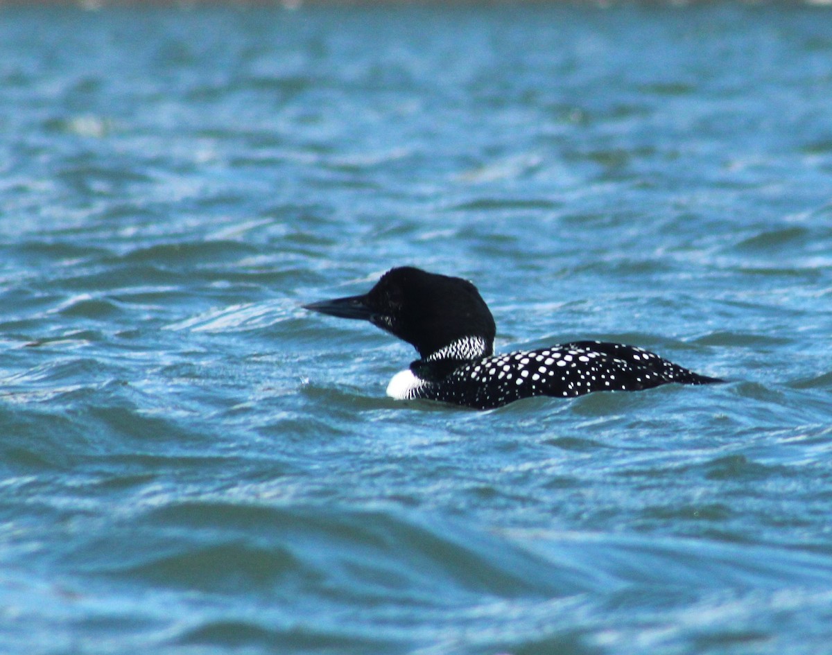 Plongeon huard - ML633150343