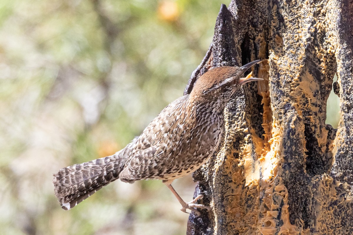 Cactus Wren - ML633150634