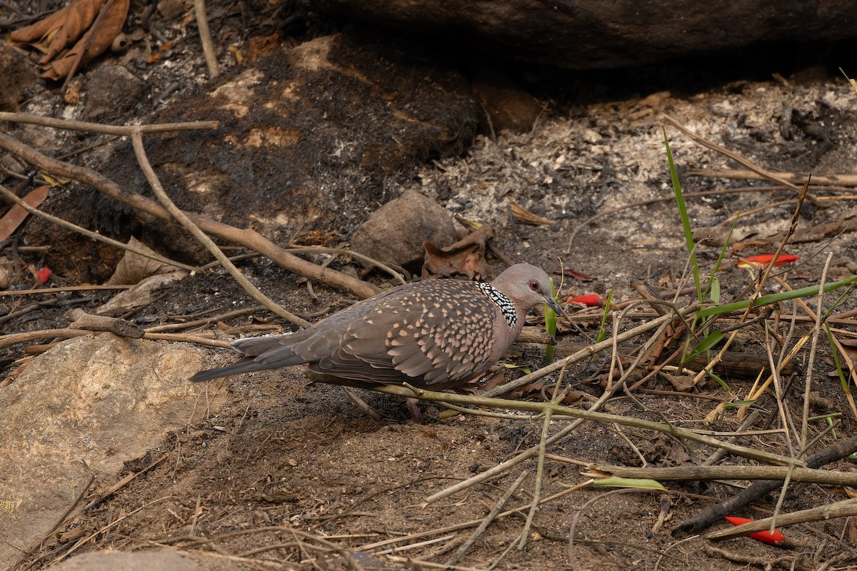 Spotted Dove - Tisha Mukherjee