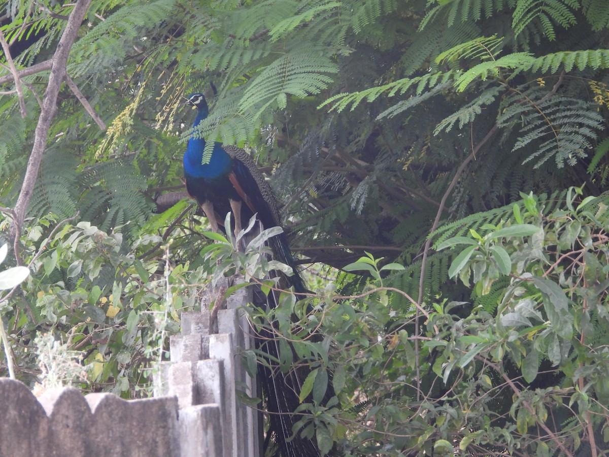 Indian Peafowl - ML633150942