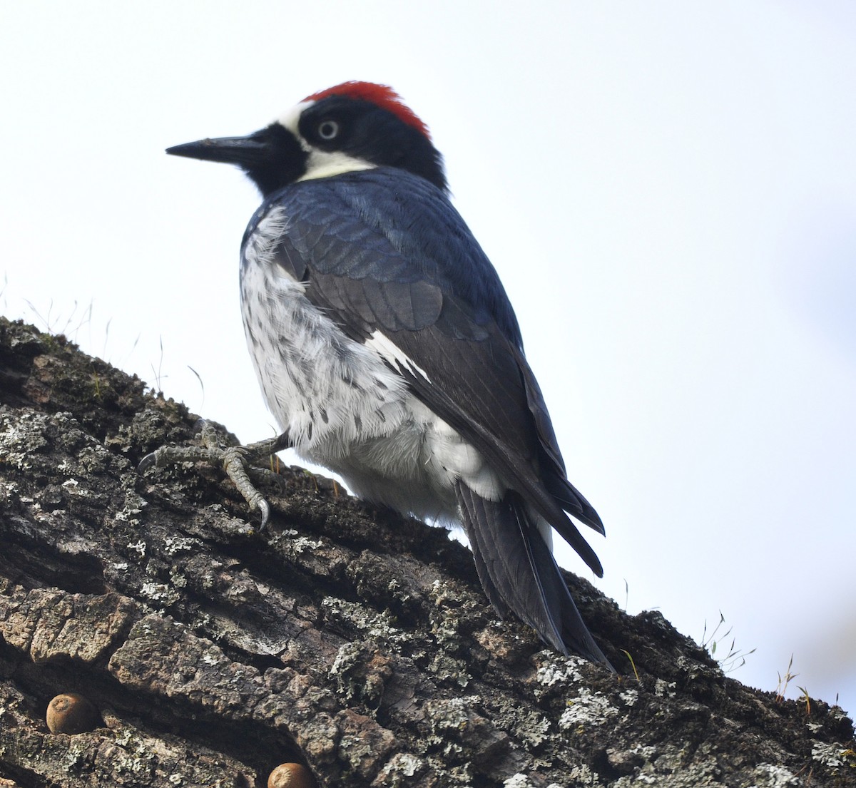 Acorn Woodpecker - ML633151040