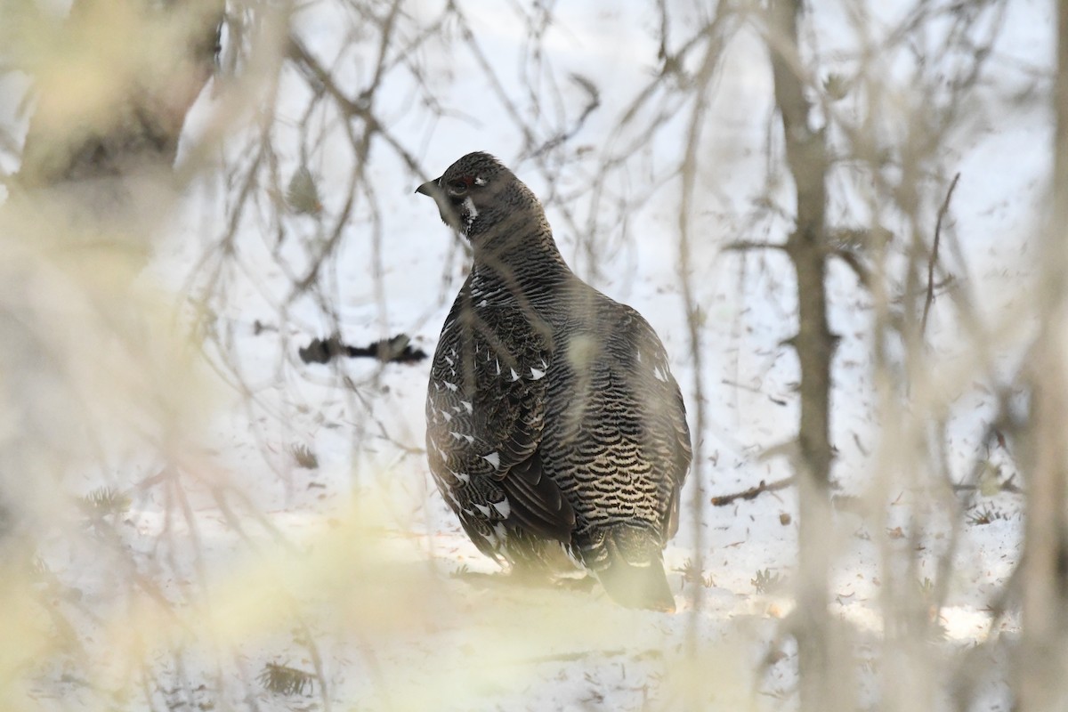 Spruce Grouse (Spruce) - ML633151060