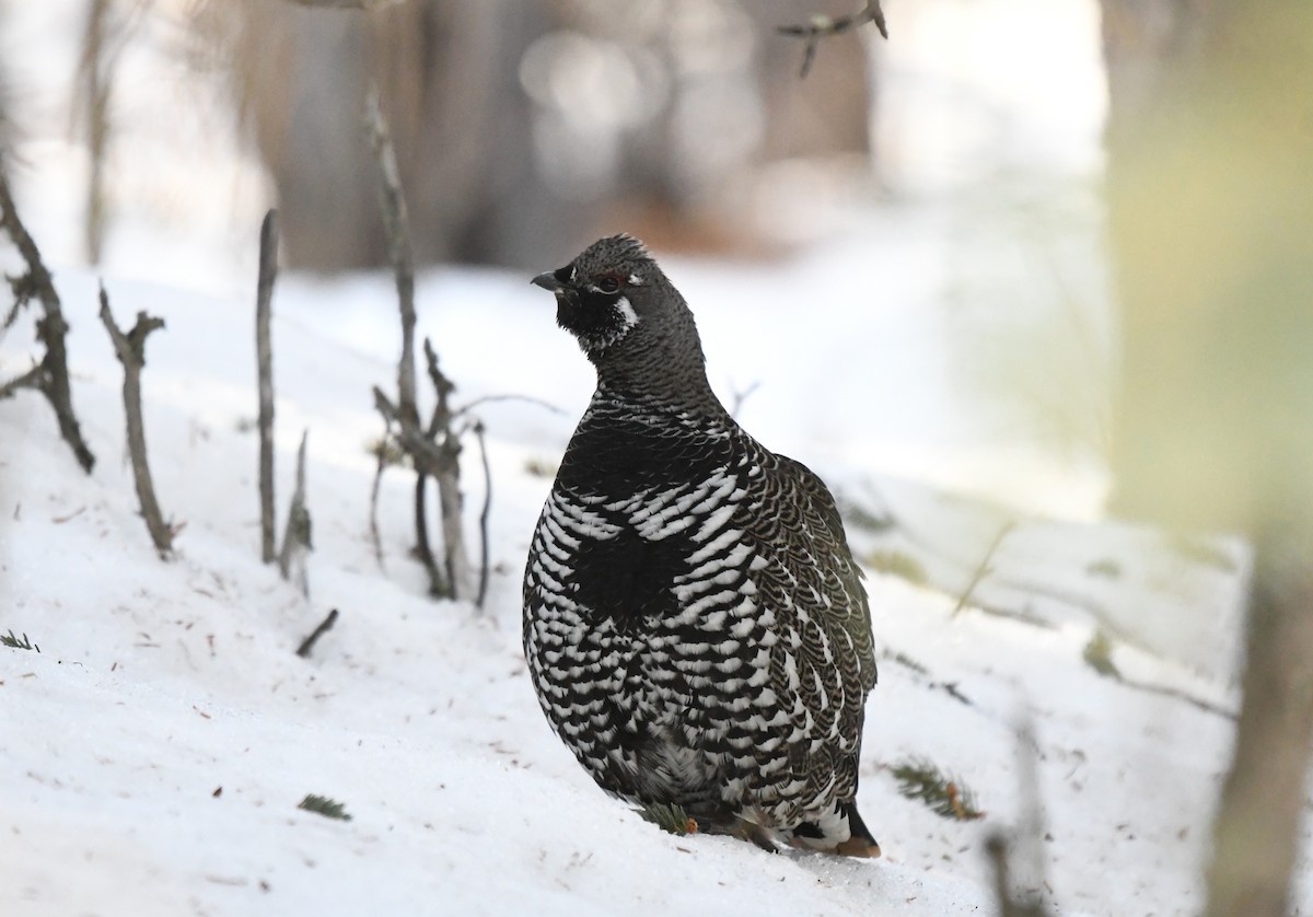 Spruce Grouse (Spruce) - ML633151064