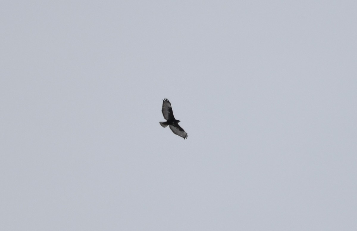 Red-tailed Hawk (Harlan's) - ML633151090