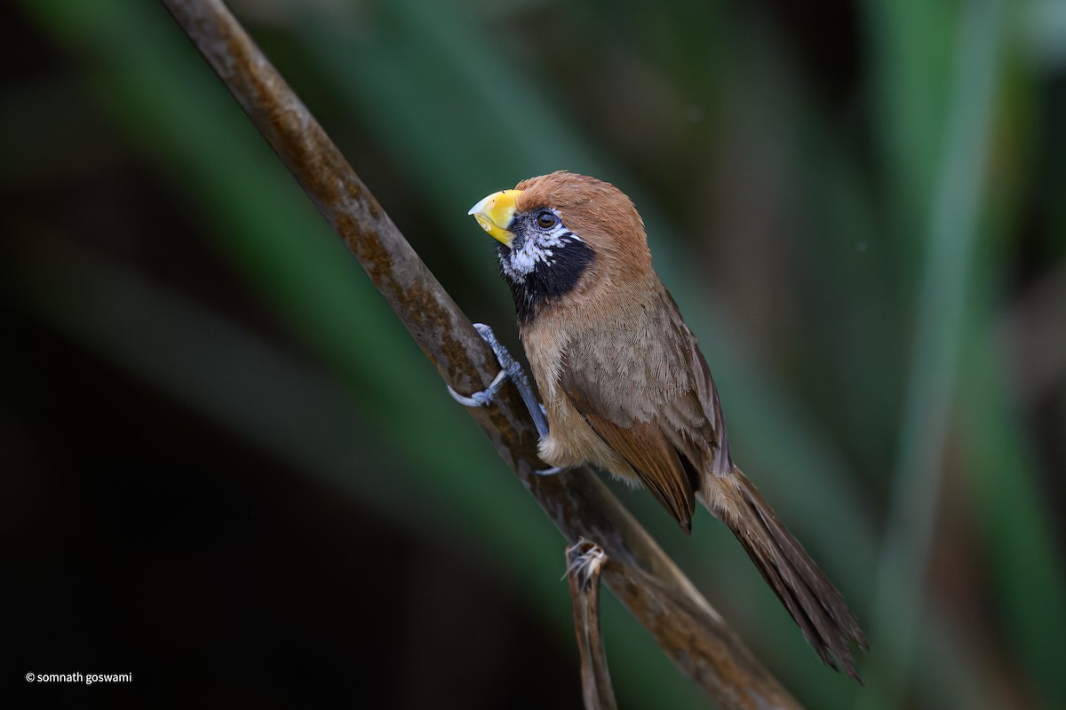 Black-breasted Parrotbill - ML633151095