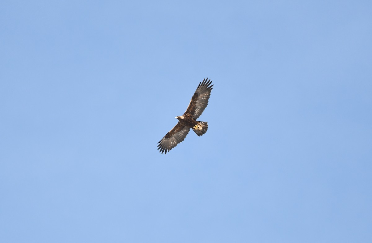 Golden Eagle - ML633151100