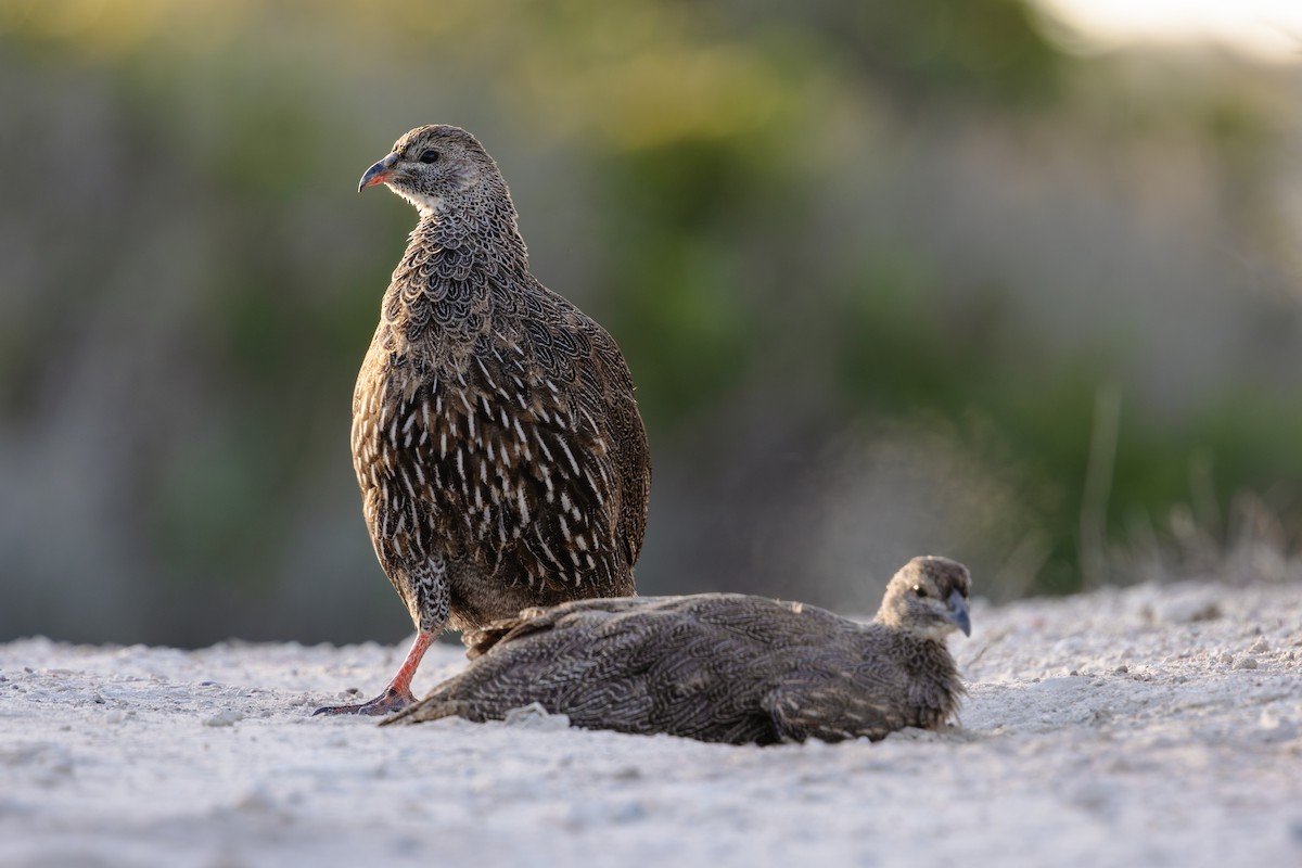 ケープキジシャコ - ML633151104