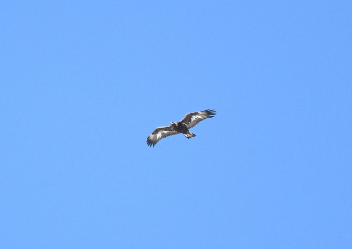 Golden Eagle - ML633151117
