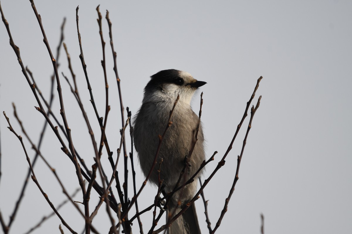 Canada Jay (Boreal) - ML633151127