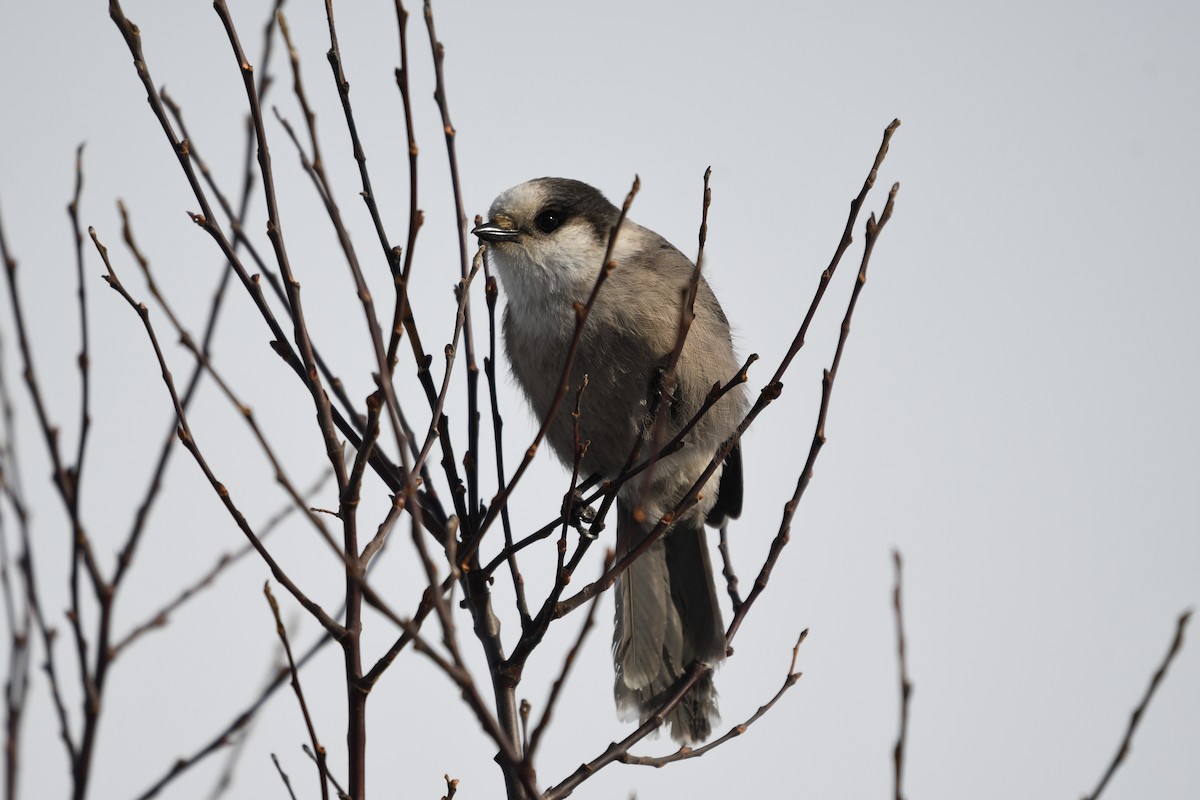 Canada Jay (Boreal) - ML633151128