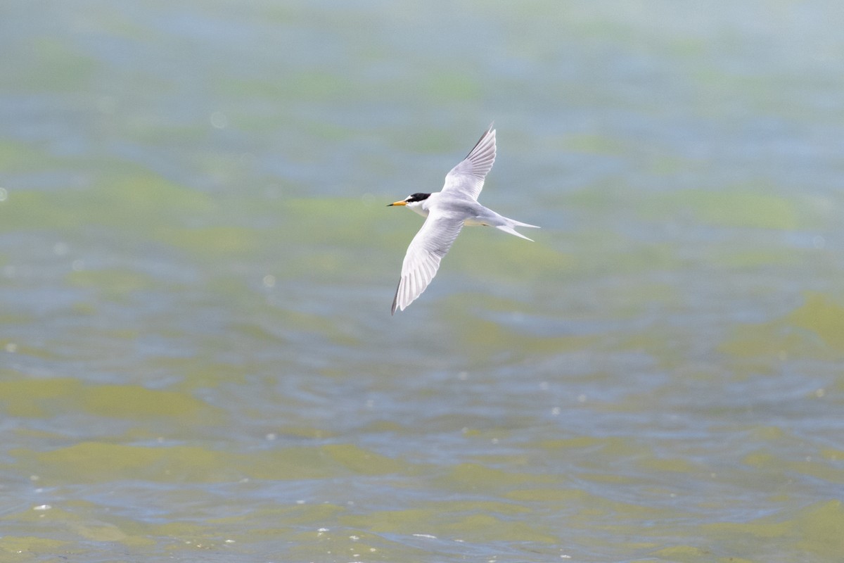 コアジサシ - ML633151158