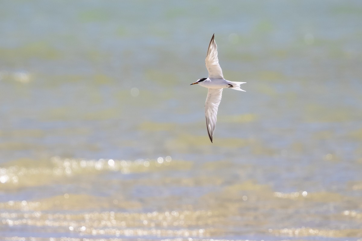 コアジサシ - ML633151159