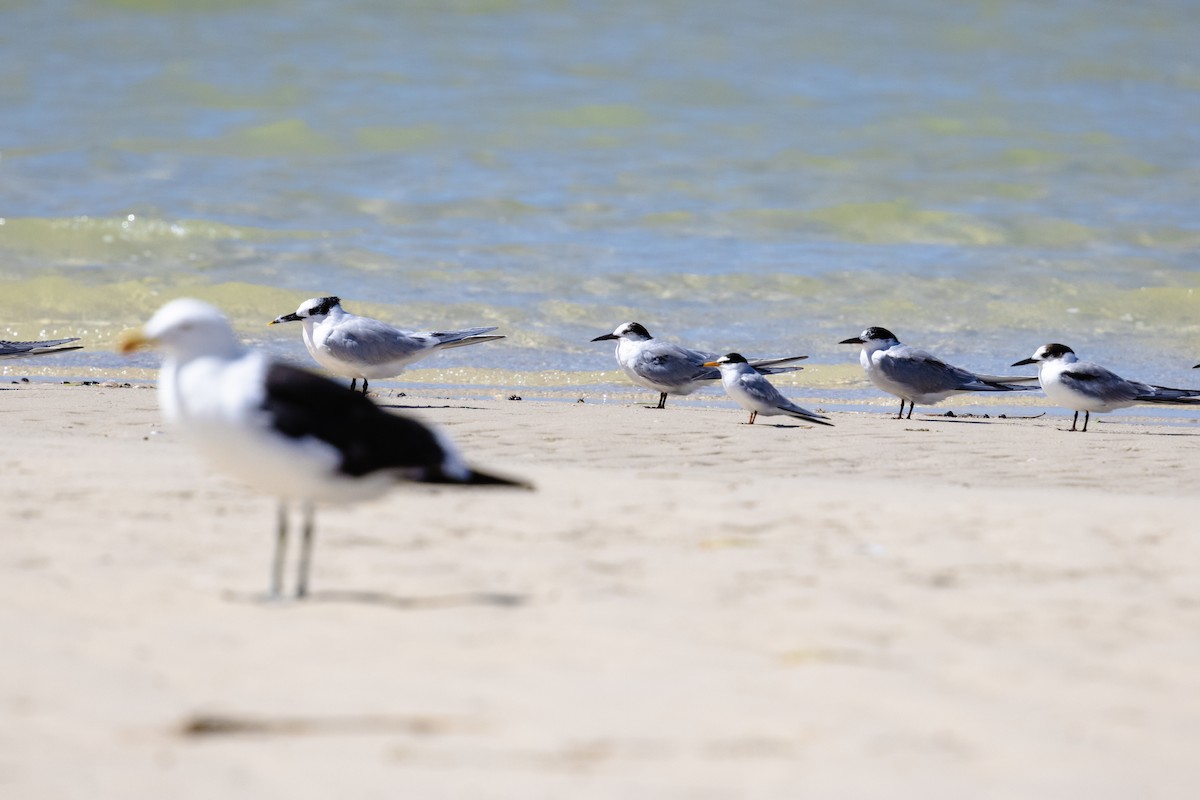 コアジサシ - ML633151160