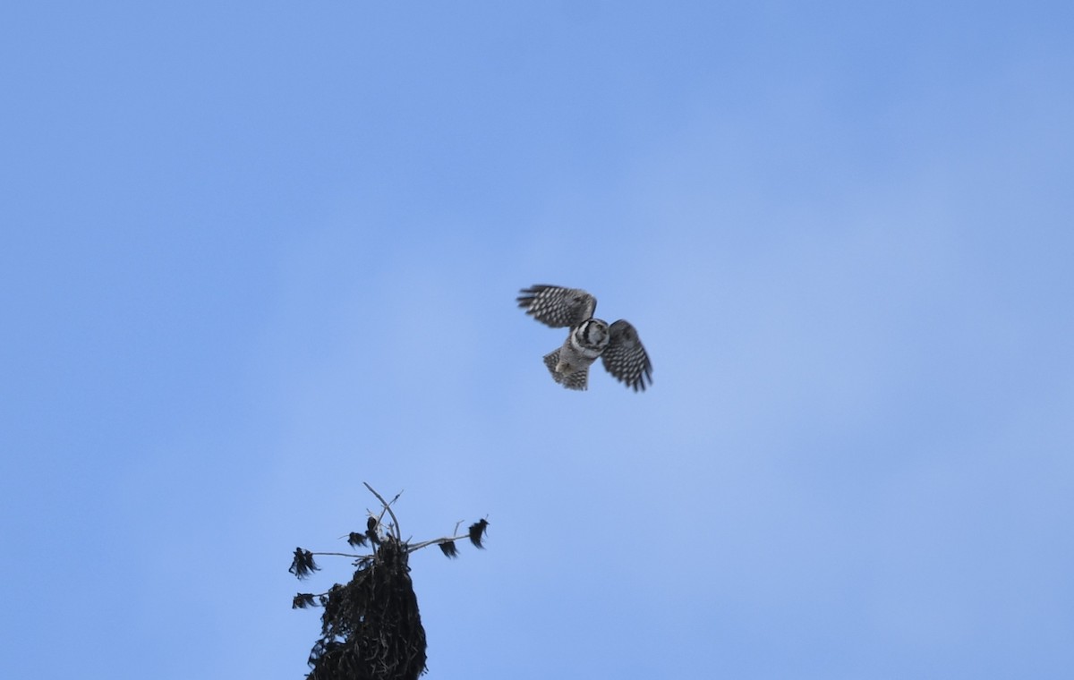 Northern Hawk Owl (American) - ML633151176