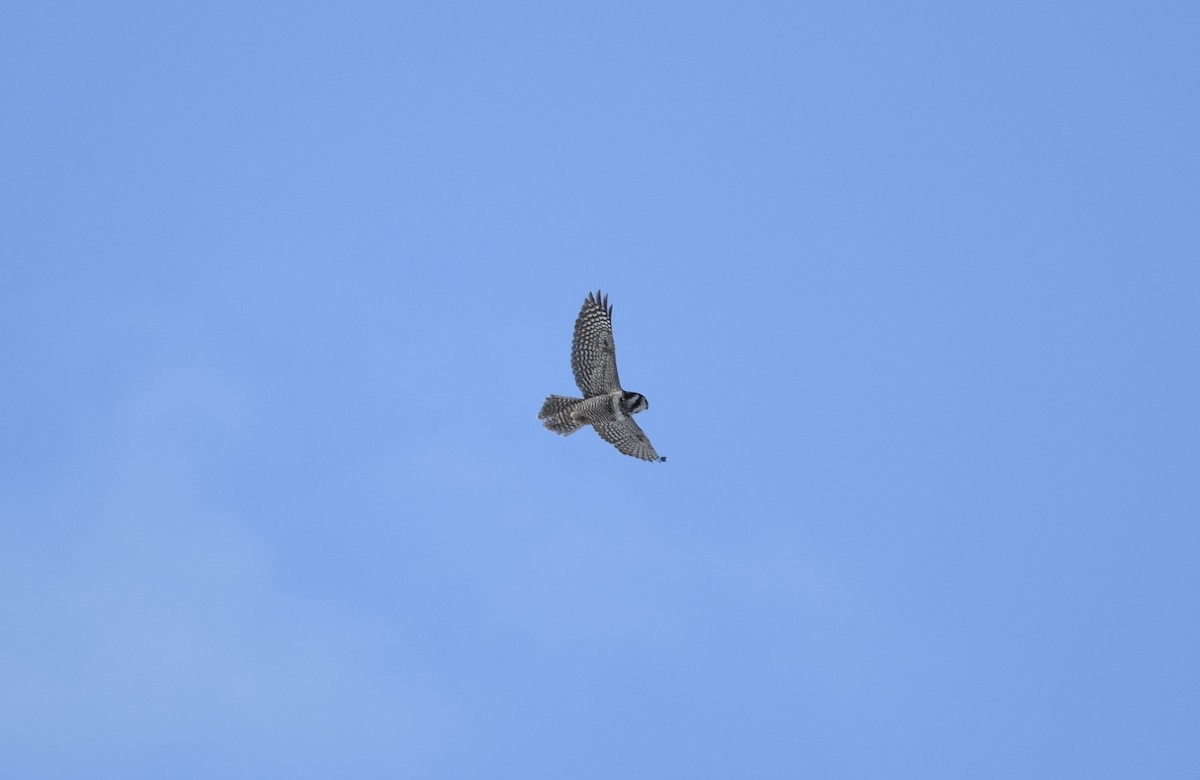 Northern Hawk Owl (American) - ML633151177