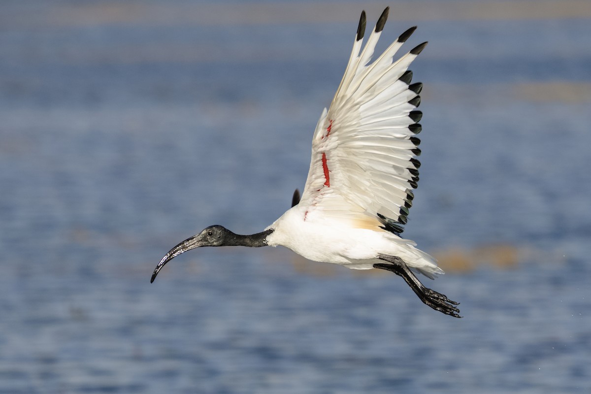 African Sacred Ibis - ML633151192