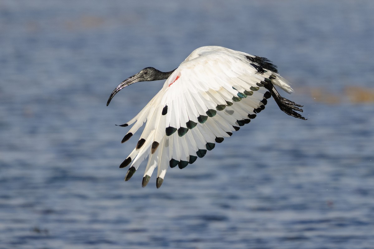 African Sacred Ibis - ML633151193