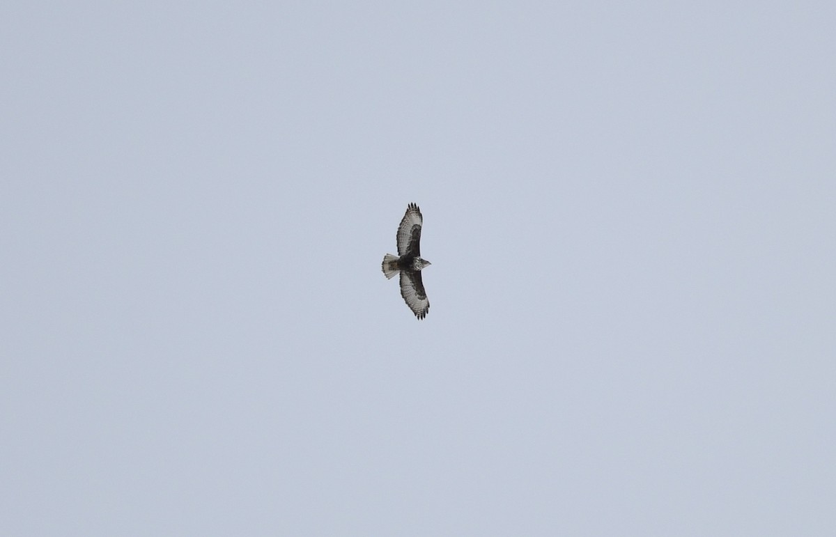 Red-tailed Hawk (Harlan's) - ML633151220