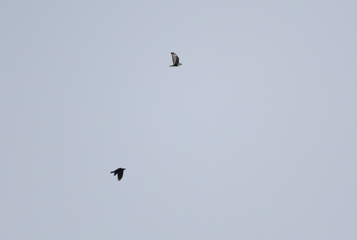 Red-tailed Hawk (Harlan's) - ML633151221