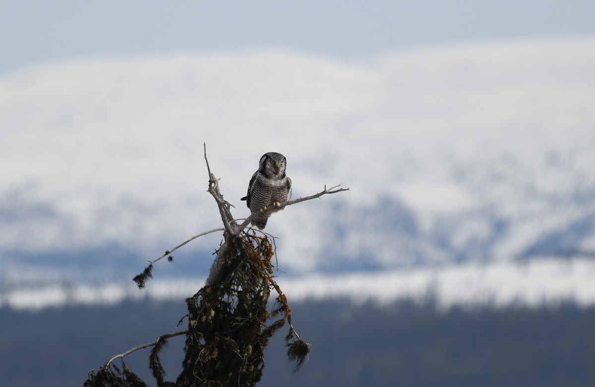 Northern Hawk Owl (American) - ML633151222
