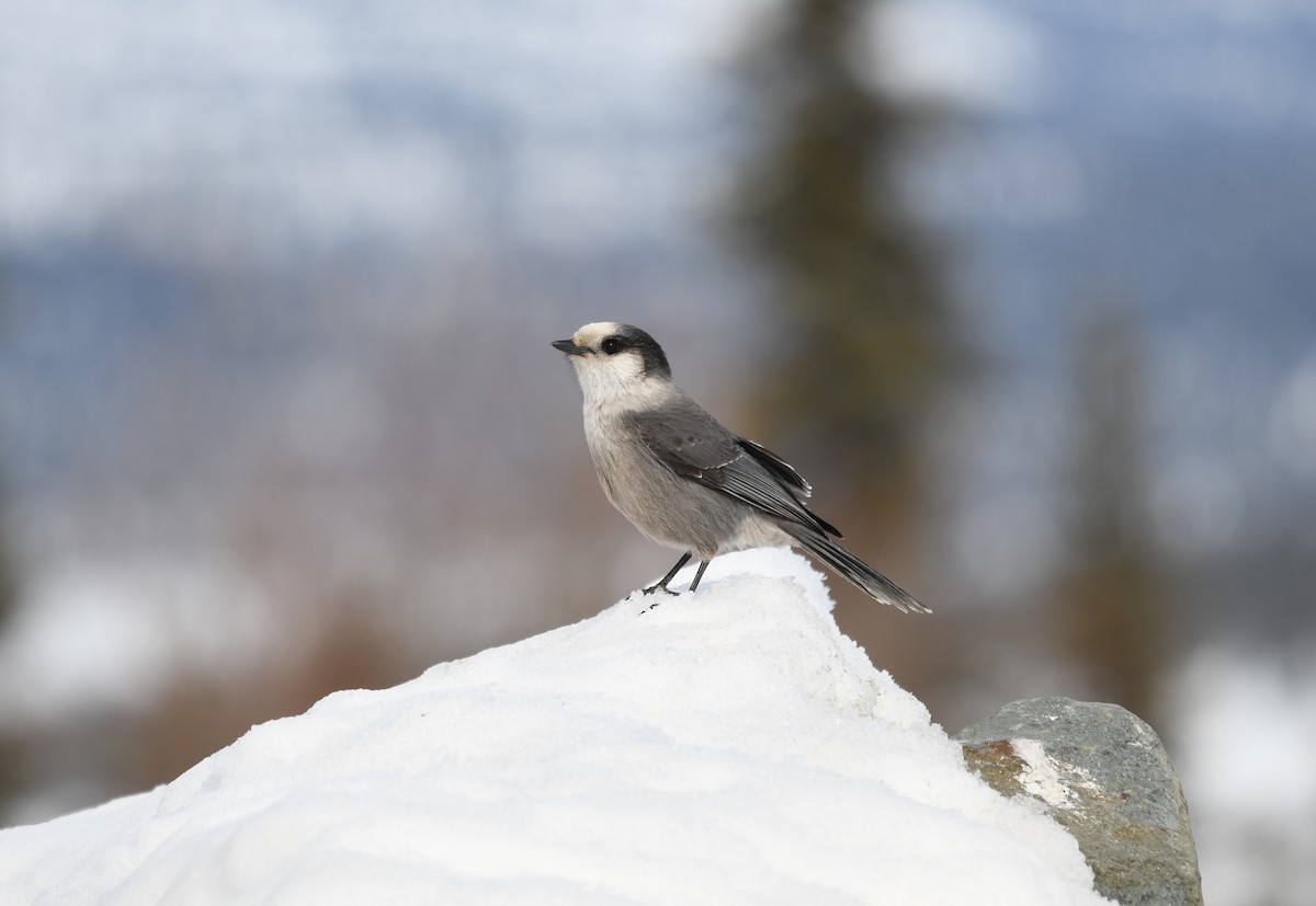 Canada Jay (Boreal) - ML633151227