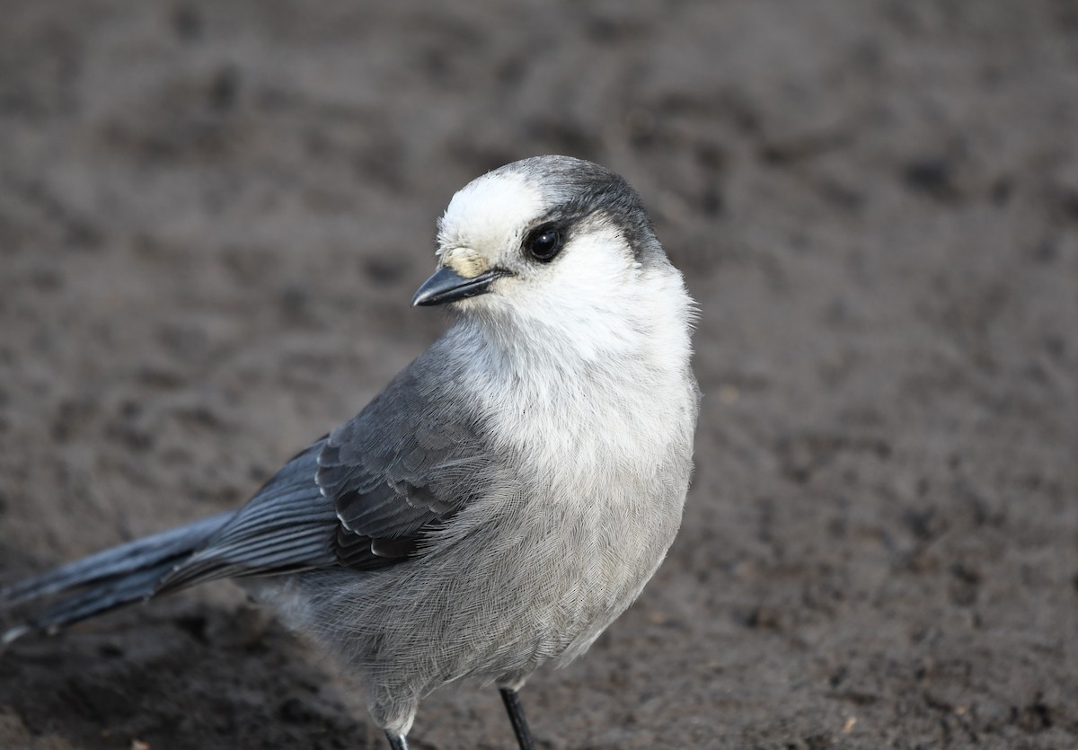 Canada Jay (Boreal) - ML633151228