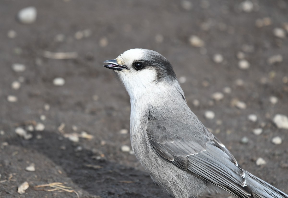 Canada Jay (Boreal) - ML633151229