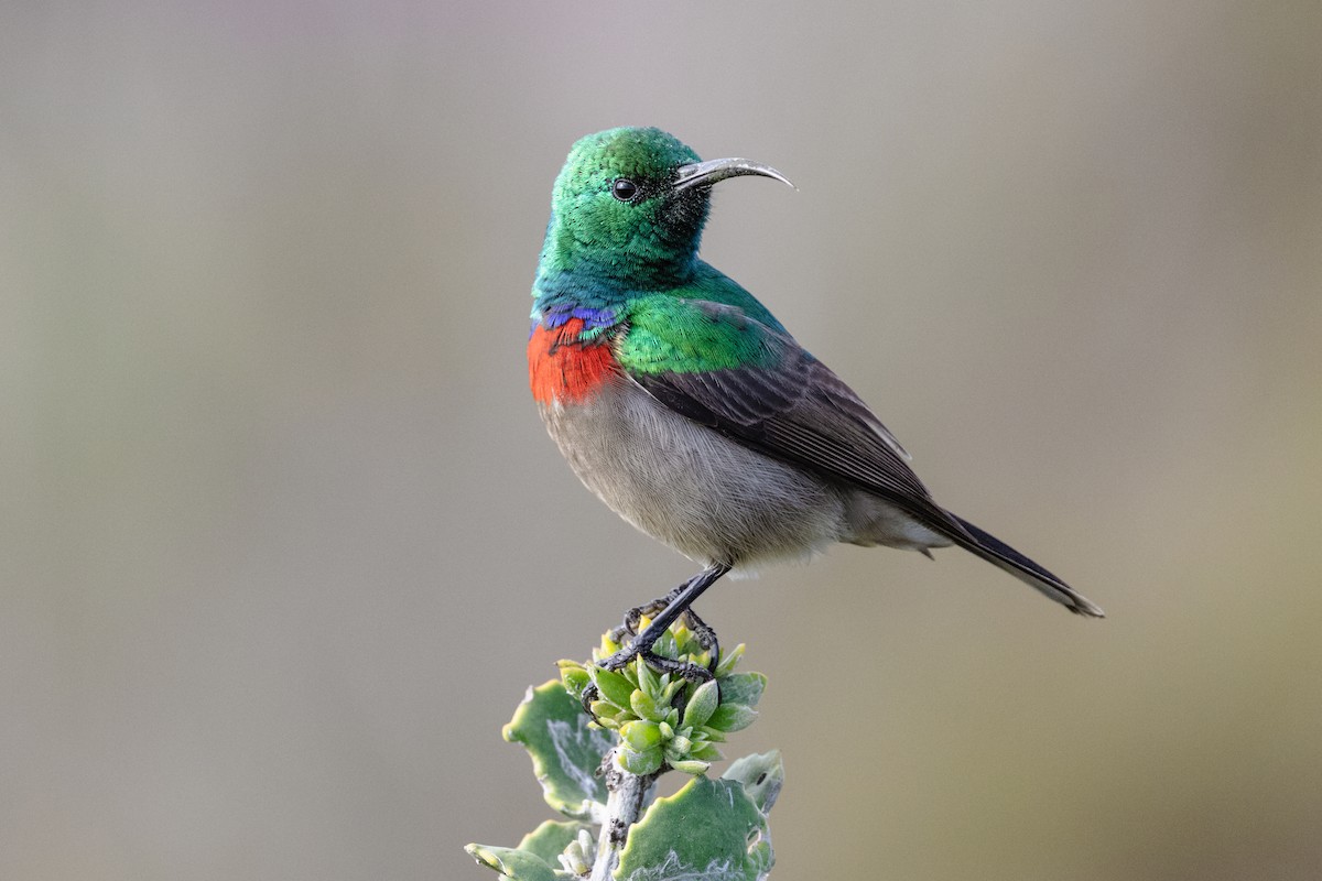 ミナミゴシキタイヨウチョウ - ML633151258